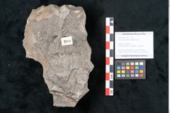 Foto (Objekt + Etikett) von Ficus deschmanni Ettingshausen (NHMW-GEO-2024-0188-7989)